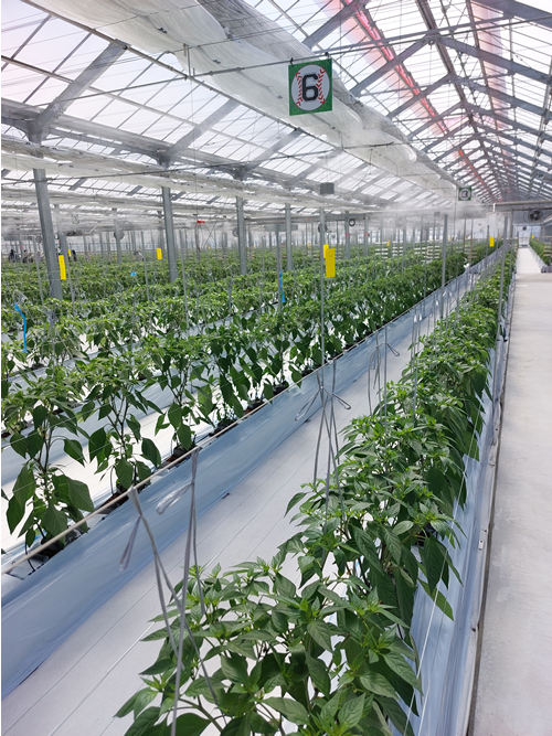 シシトウの「最適栽培モデル」の確立