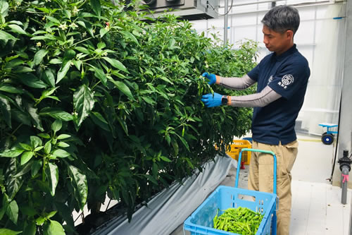 シシトウの日本一の産地である高知県南国市において、スタッフひとりひとりが「心」をこめて、安心安全な美味しいシシトウ作りに励んでいます。