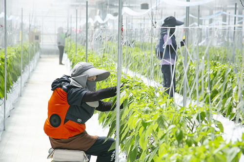シシトウの日本一の産地である高知県南国市において、スタッフひとりひとりが「心」をこめて、安心安全な美味しいシシトウ作りに励んでいます。
