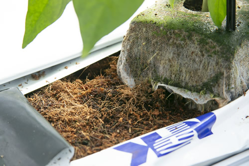 シシトウの日本一の産地である高知県南国市において、スタッフひとりひとりが「心」をこめて、安心安全な美味しいシシトウ作りに励んでいます。